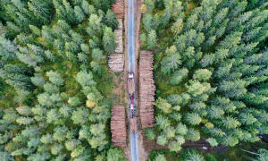 metsä metsätalous puumarkkinat