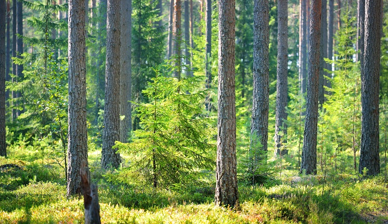 Suomessa Yhteismetsät Kasvattavat Suosiotaan Vuodesta Toiseen