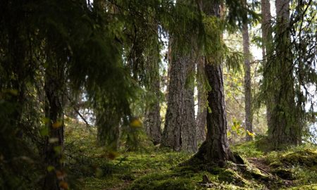 metsä Suomi luonto